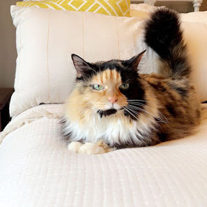 Meet your Posher, Anna